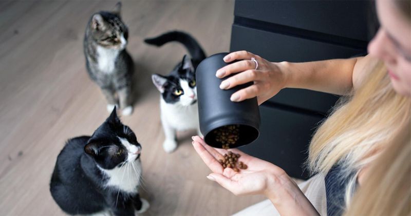 Play with Each Cat Individually