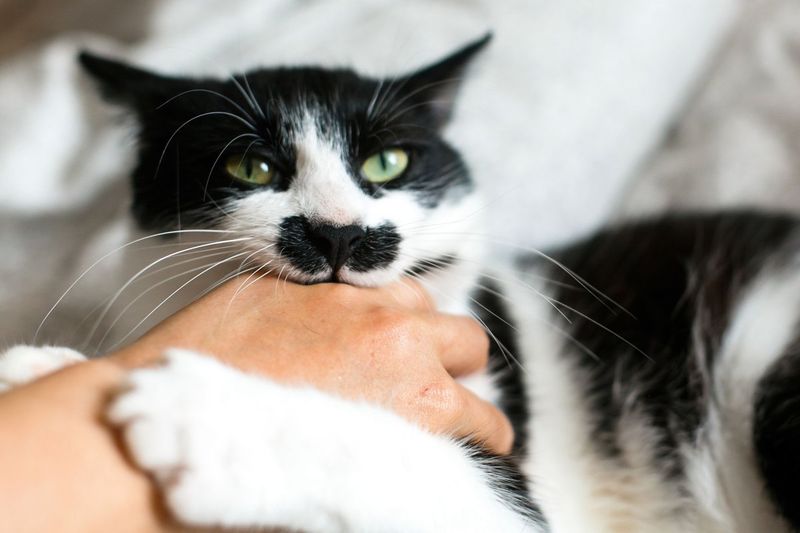 Playful Biting