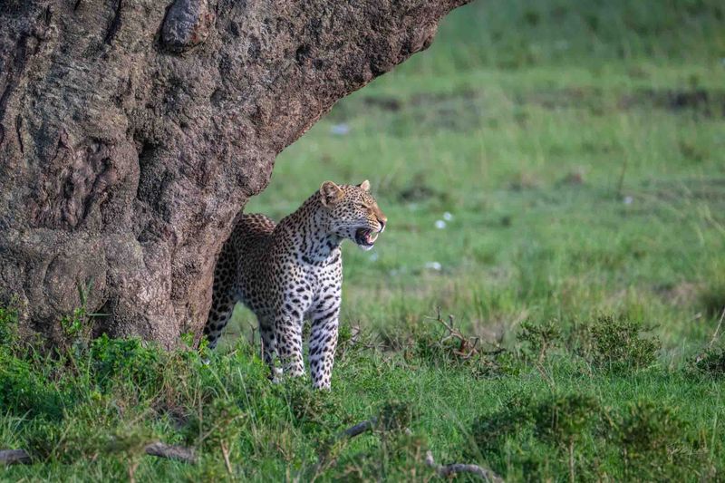 Playful Hunting Instincts