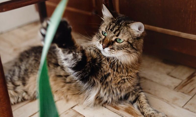 Playful Spirit Awakens at Any Age