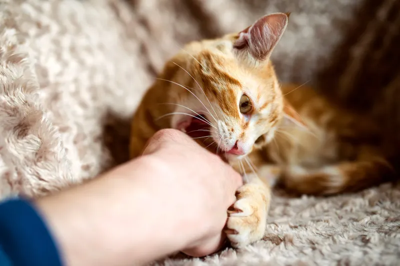 Playing with Hands Instead of Toys