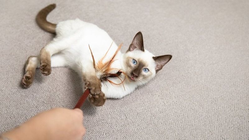 Playtime Distractions