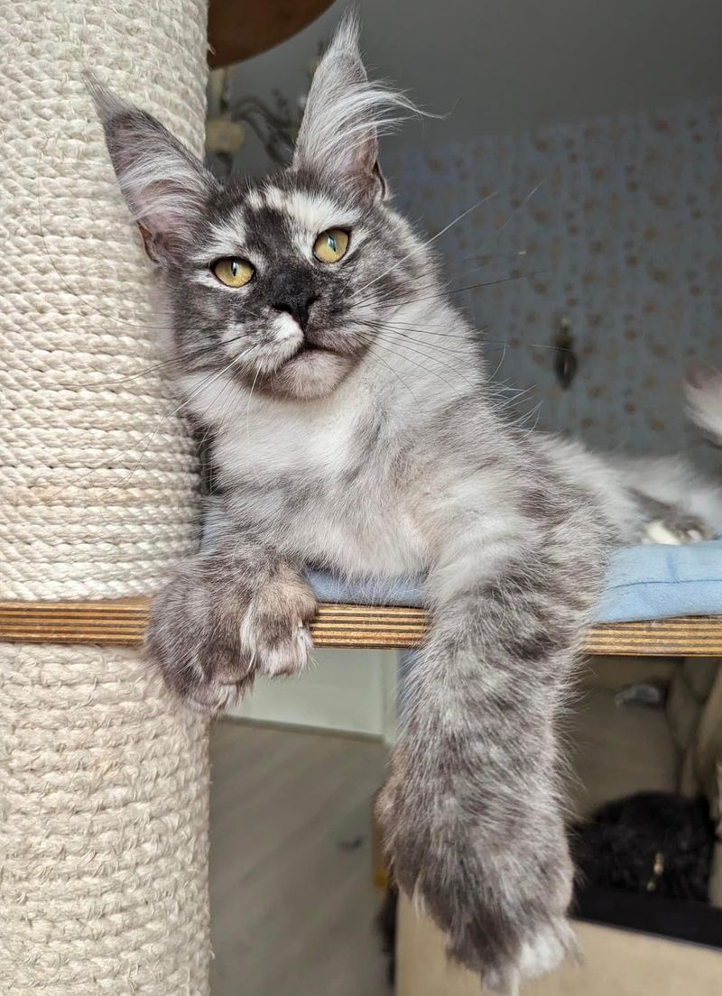 Polydactyl Paws With Extra Digits