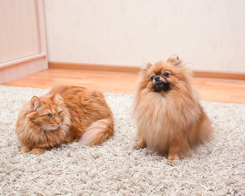 Pomeranian