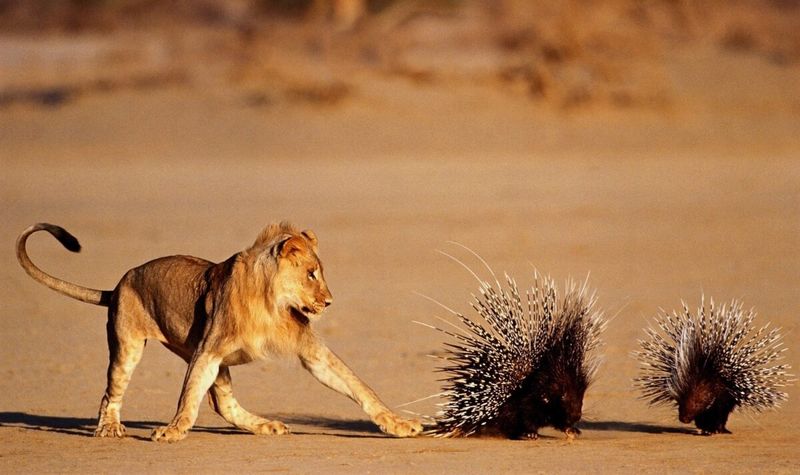 Porcupines