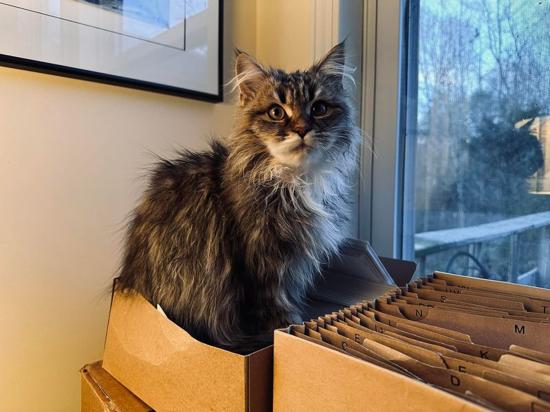 Postal Cats: The Feline Mail Carriers of Belgium