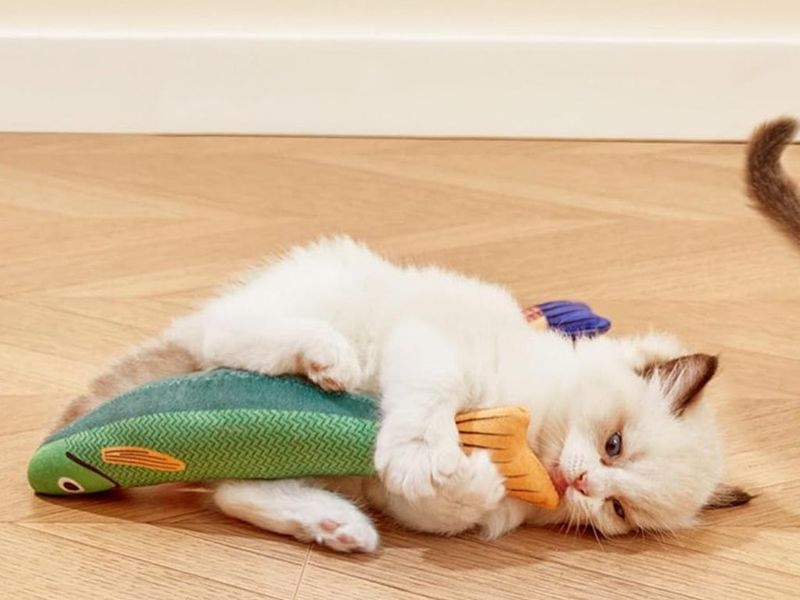 Potaroma Catnip Crinkle Fish Toys (3-Pack)
