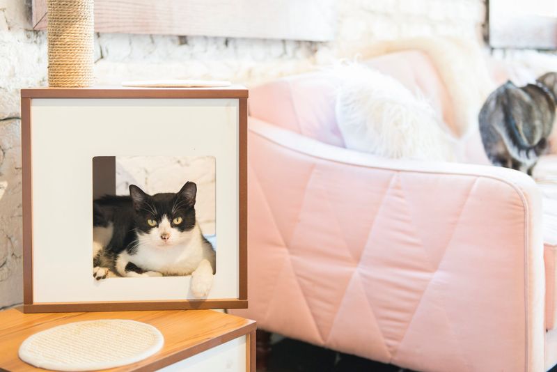 Pounce Cat Café + Wine Bar – Charleston, South Carolina & Savannah, Georgia