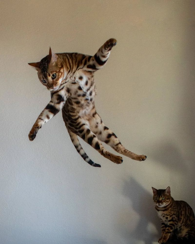 Pouncing on Everything