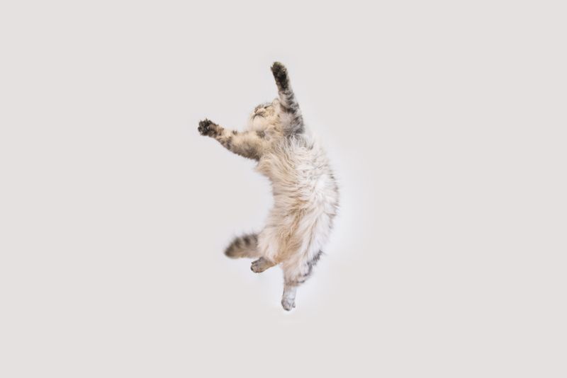 Pouncing on Nothing