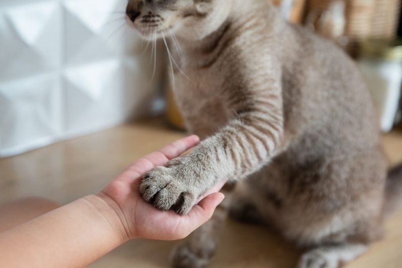 Praise and Petting Reinforce Everyday Successes