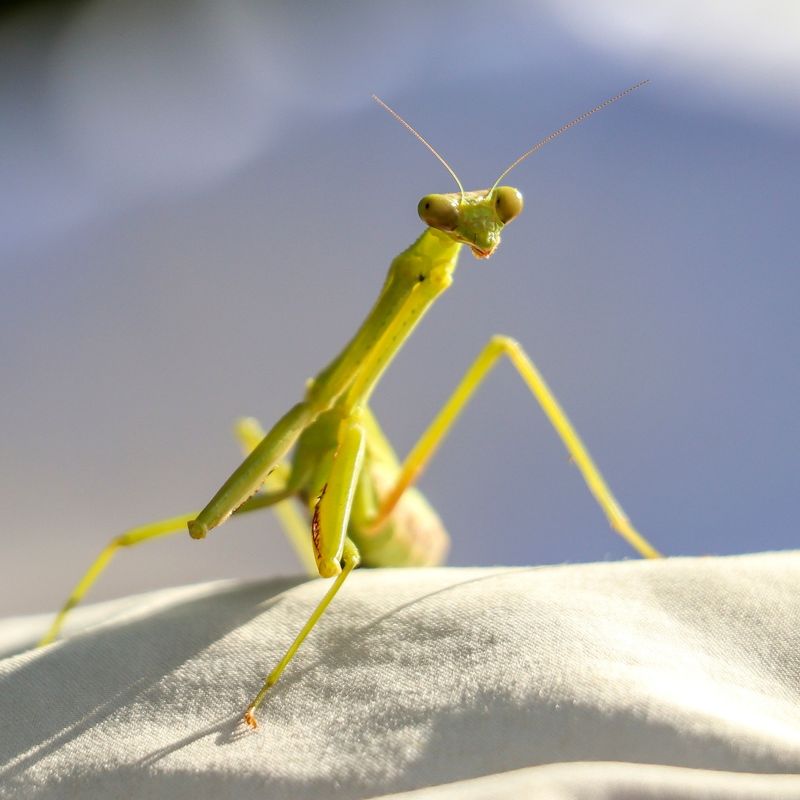 Praying Mantises
