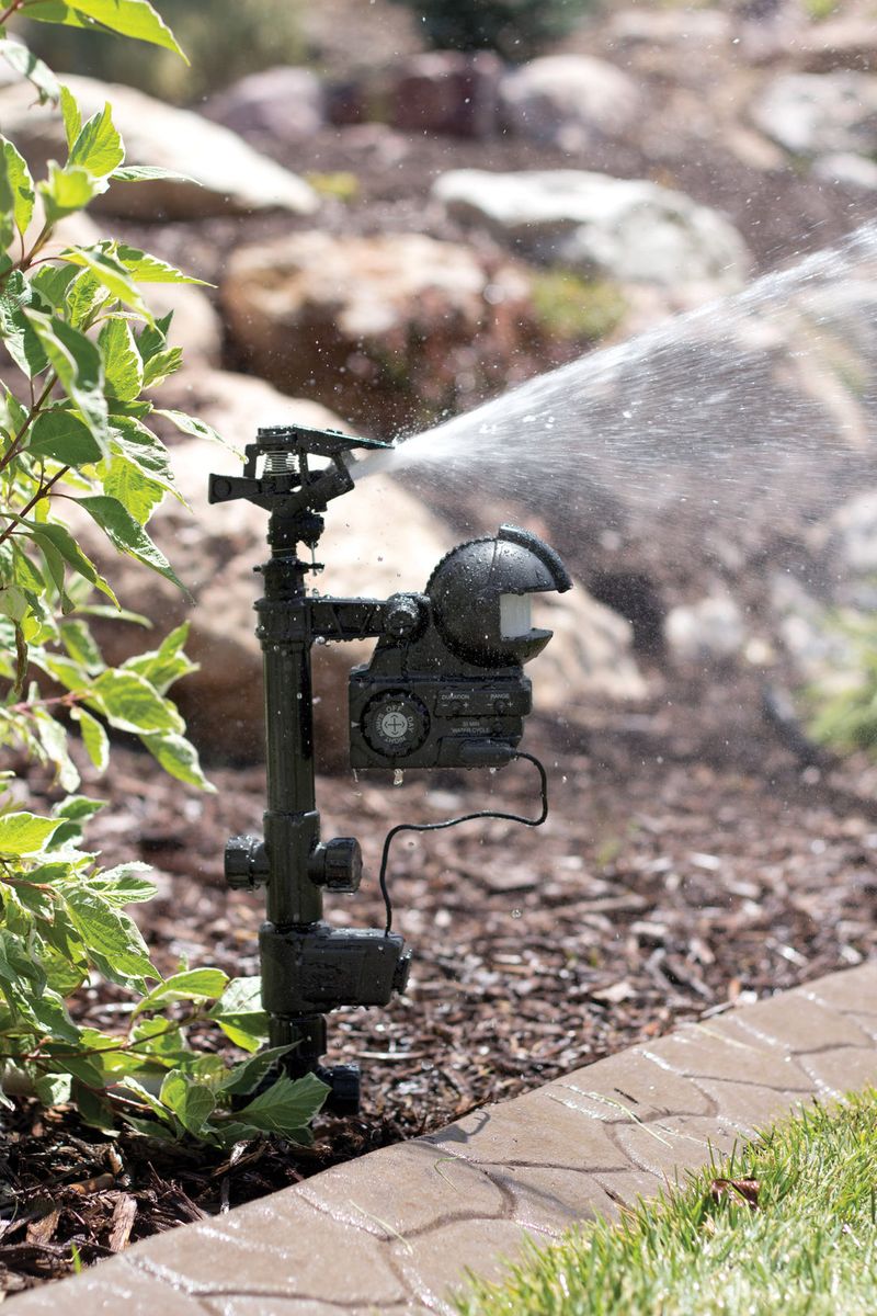 Predator Deterrents for Yard Safety