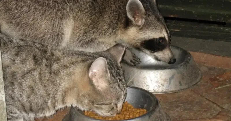 Prepare for Unwanted Wildlife Visitors