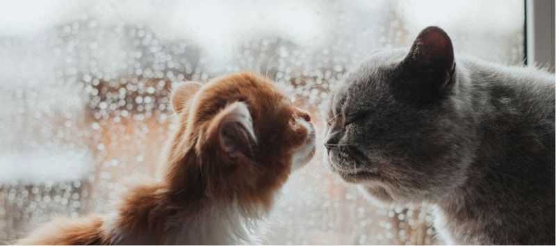 Presence of Another Animal