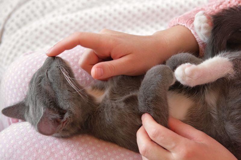 Presenting Her Belly to You (But Not for Rubs)