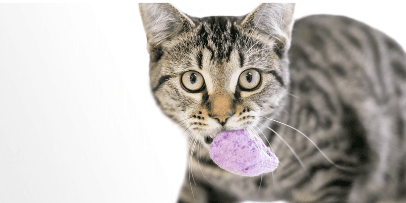 Presenting Their Favorite Toy