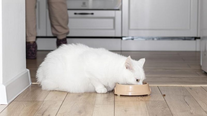 Prevents Overeating and Obesity