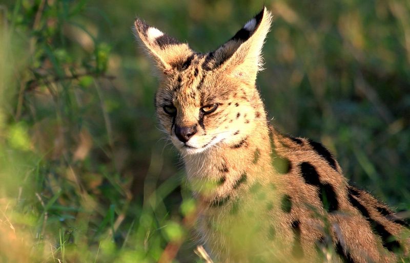 Prey Switching and Dietary Flexibility