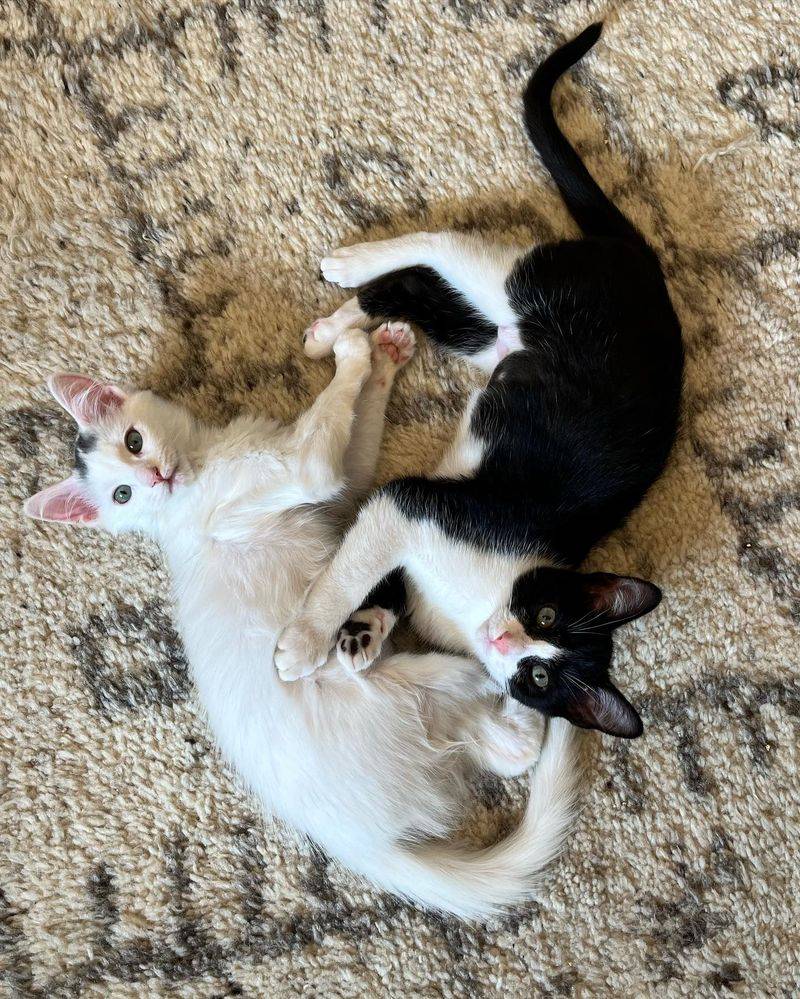 Pro: Built-in Playmates Keep Each Other Company