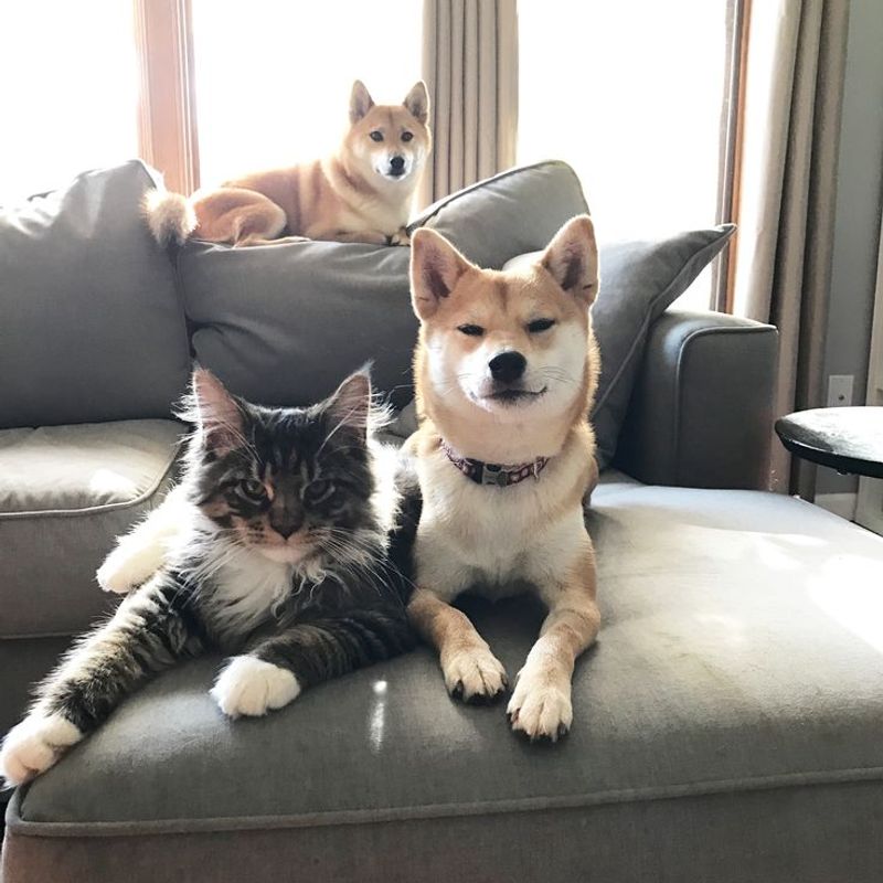 Pro: Confident Companions For Multi-Pet Homes