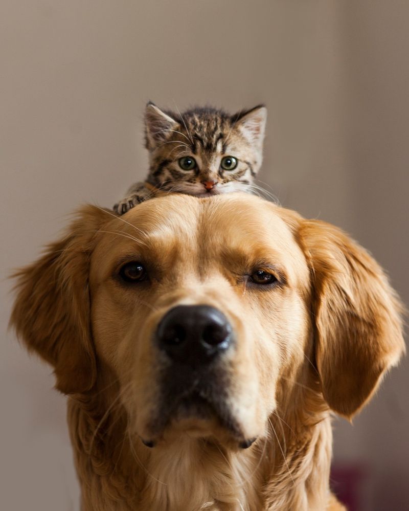 Pro: Easier Transitions When Adding New Pets