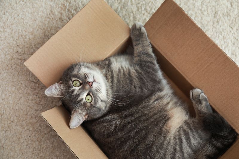 Provide Cardboard Sanctuaries
