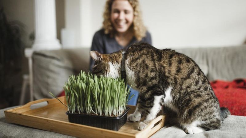 Provide Cat Grass