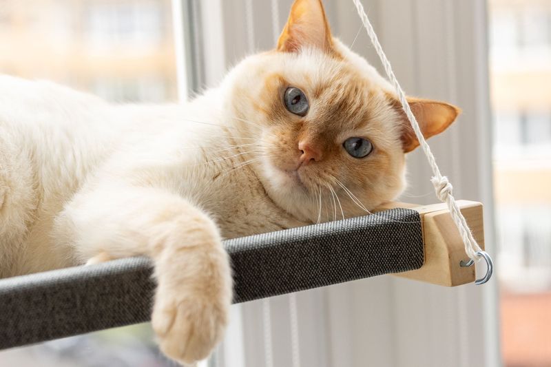 Provide Elevated Resting Spots