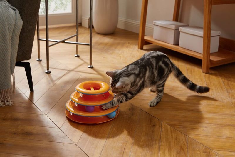 Provide Enrichment and Play
