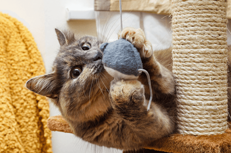 Provide Environmental Enrichment