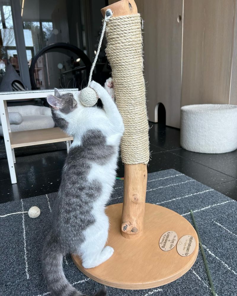 Provide Multiple Scratching Posts