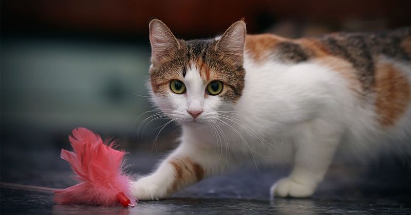 Provide Quality Playtime