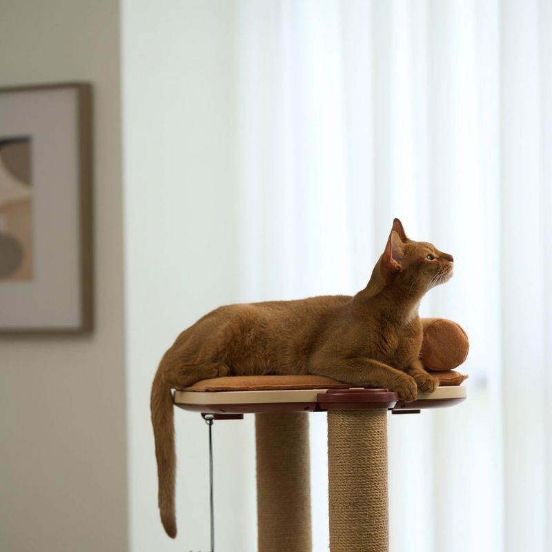 Provide Scratching Options