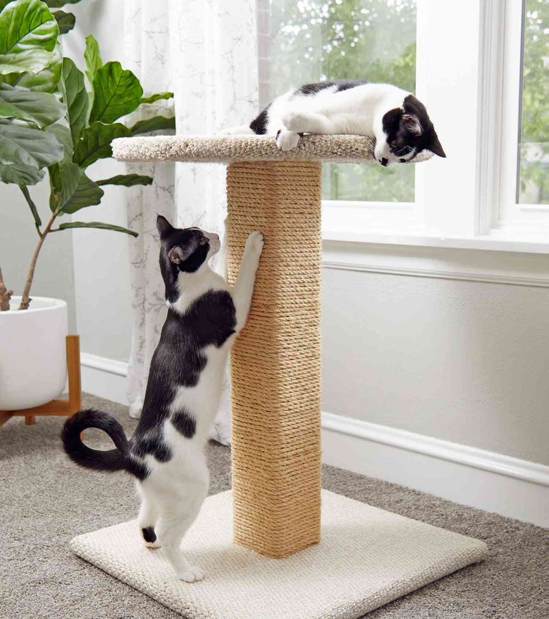 Provide Scratching Posts