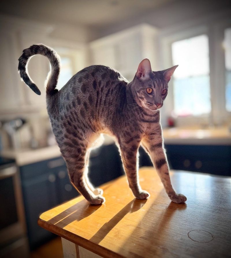 Puffed Tail and Arched Back Means Terrified