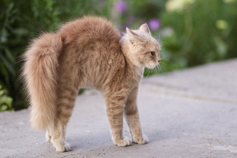 Puffed-Up Fur and Arched Back