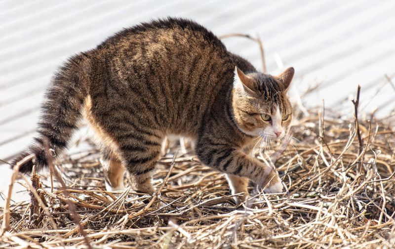 Puffed-Up Tail