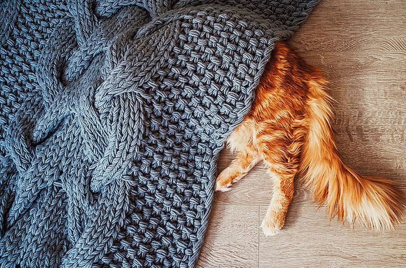 Puffed-Up Tail