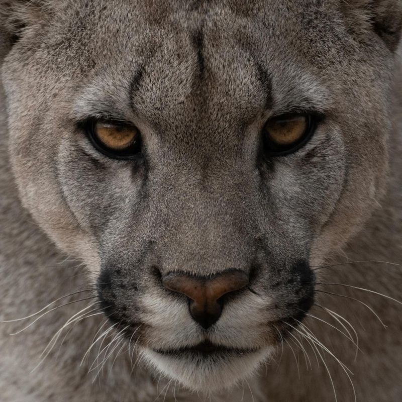 Puma's Copper Coin Stare
