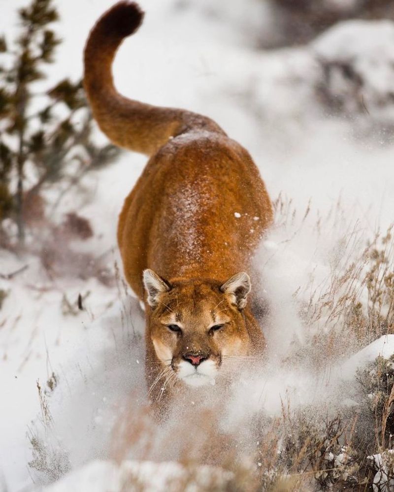 Puma