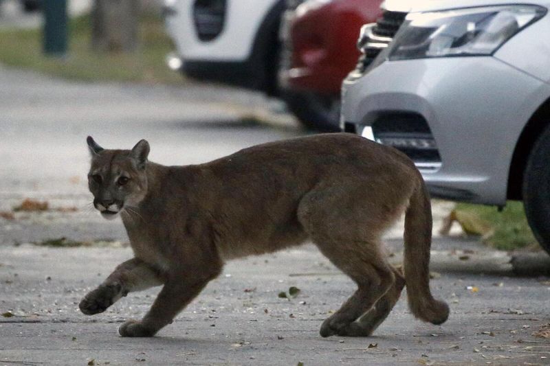 Puma / Cougar (Puma concolor)