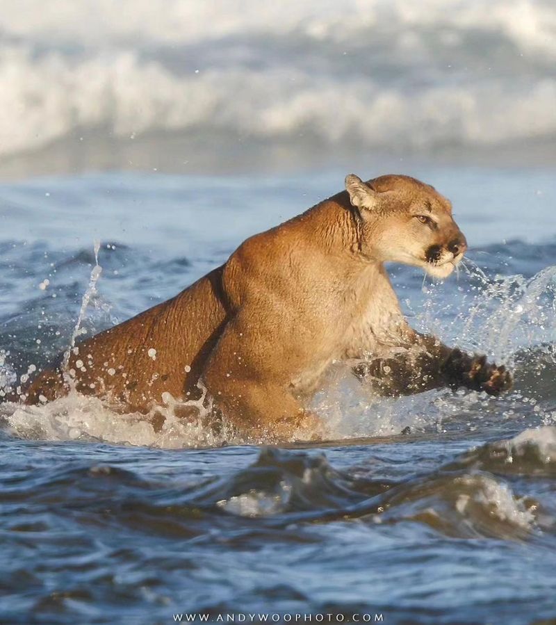 Pumas: Mountain Swimmers With Perfect Form