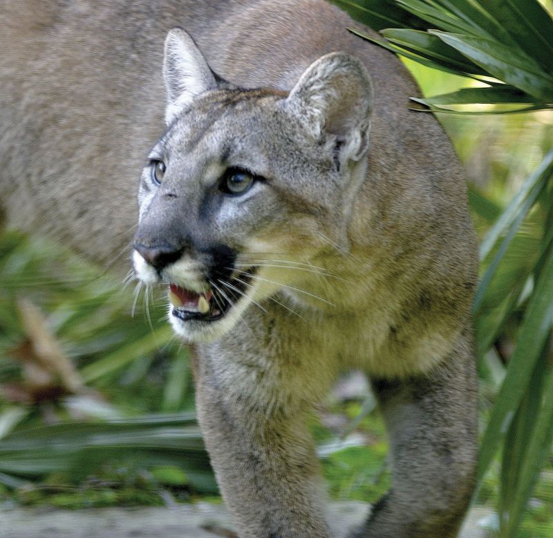 Puma’s Vocal Range