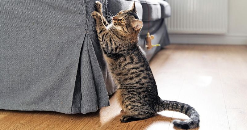 Punishing Normal Scratching Behavior