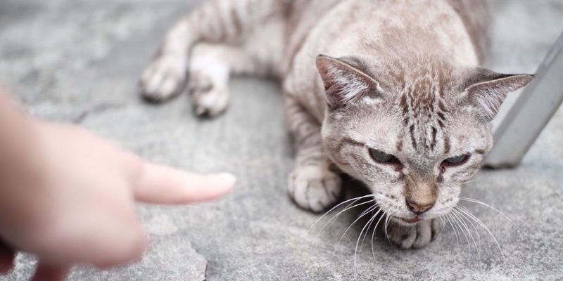 Punishment Doesn't Work With Cats