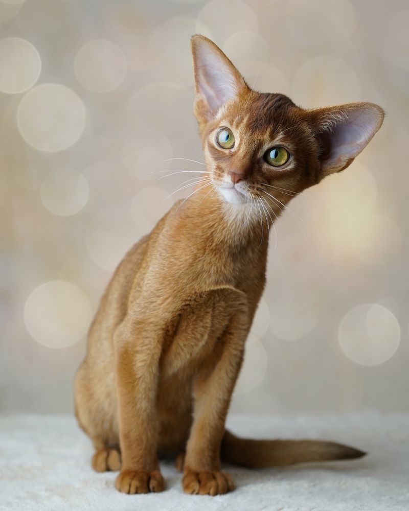 Purebred: Abyssinians