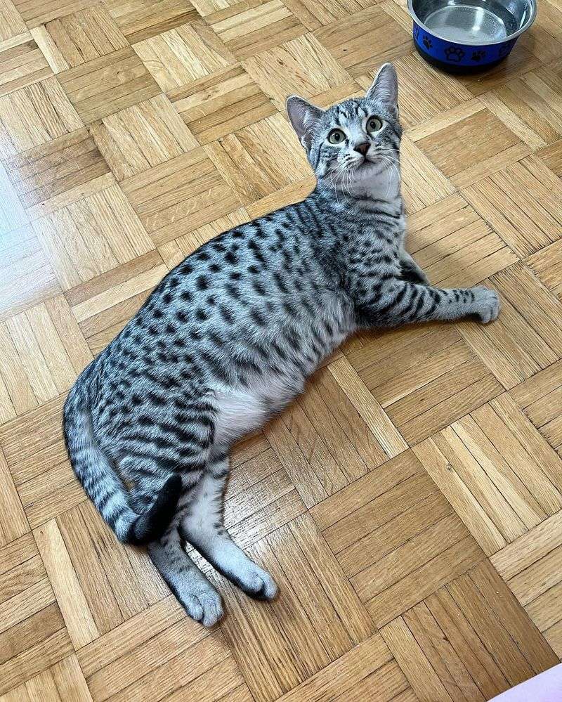 Purebred: Egyptian Maus
