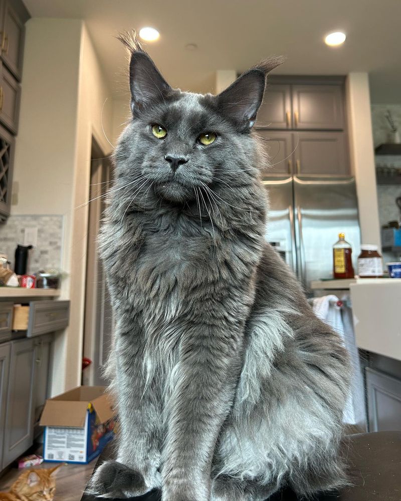 Purebred: Maine Coons
