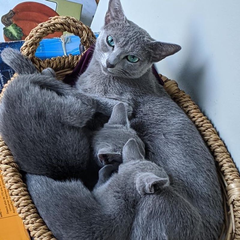 Purebred: Russian Blues